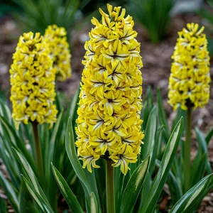 Гиацинт Сансет Голд купить по цене от 2099р. в интернет-магазине «Посадика» с доставкой почтой в в Темрюке и по всей России – [изображение №1].