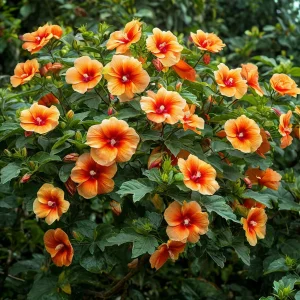 Гибискус Кристал Рэй купить по цене от 458р. в интернет-магазине «Посадика» с доставкой почтой в в Темрюке и по всей России – [изображение №1].