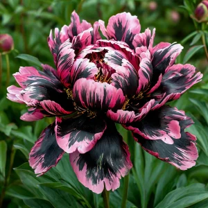 Пион Дроп Руби купить по цене от 469р. в интернет-магазине «Посадика» с доставкой почтой в в Темрюке и по всей России – [изображение №1].