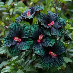 Гибискус Пикок Плюм купить по цене от 490р. в интернет-магазине «Посадика» с доставкой почтой в в Темрюке и по всей России – [изображение №1].