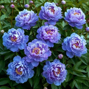 Пион Голубой лотос купить по цене от 590р. в интернет-магазине «Посадика» с доставкой почтой в в Темрюке и по всей России – [изображение №1].