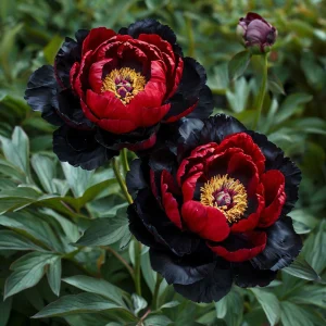 Пион Эбеновый Рубин купить по цене от 419р. в интернет-магазине «Посадика» с доставкой почтой в в Темрюке и по всей России – [изображение №1].