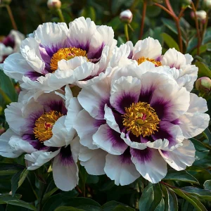 Пион Эко Саммер купить по цене от 548р. в интернет-магазине «Посадика» с доставкой почтой в в Темрюке и по всей России – [изображение №1].