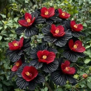 Гибискус Ройял Афеа купить по цене от 460р. в интернет-магазине «Посадика» с доставкой почтой в в Темрюке и по всей России – [изображение №1].