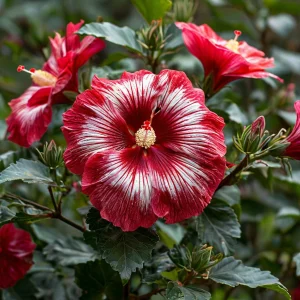 Гибискус Пурпл Мистик купить по цене от 360р. в интернет-магазине «Посадика» с доставкой почтой в в Темрюке и по всей России – [изображение №1].