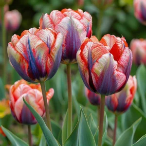 Тюльпан Эбисан Грэйс купить по цене от 217р. в интернет-магазине «Посадика» с доставкой почтой в в Темрюке и по всей России – [изображение №1].