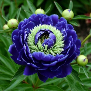 Пион Дримвивер купить по цене от 417р. в интернет-магазине «Посадика» с доставкой почтой в в Темрюке и по всей России – [изображение №1].