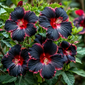 Гибискус садовый Файер Дэнсер купить по цене от 450р. в интернет-магазине «Посадика» с доставкой почтой в в Темрюке и по всей России – [изображение №1].