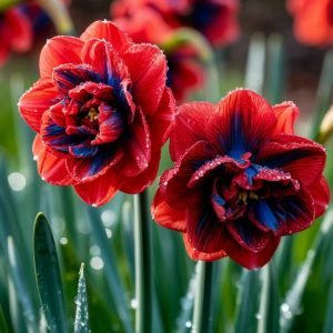 Нарцисс Эрличе купить по цене от 386р. в интернет-магазине «Посадика» с доставкой почтой в в Темрюке и по всей России – [изображение №1].