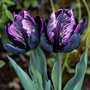Тюльпан Блэк Каньон купить по цене от 305р. в интернет-магазине «Посадика» с доставкой почтой в в Темрюке и по всей России – [изображение №1].