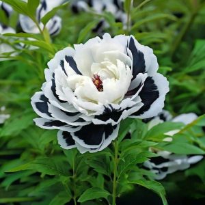 Пион Монохромный Шик купить по цене от 429р. в интернет-магазине «Посадика» с доставкой почтой в в Темрюке и по всей России – [изображение №1].