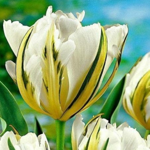 Тюльпан Экзотик Пуруссима купить по цене от 305р. в интернет-магазине «Посадика» с доставкой почтой в в Темрюке и по всей России – [изображение №1].