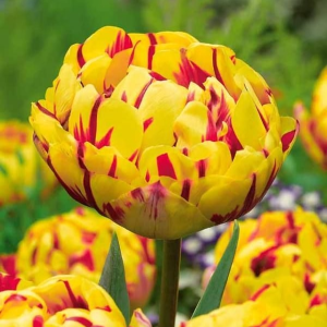 Тюльпан махровый Голден Ницц купить по цене от 361р. в интернет-магазине «Посадика» с доставкой почтой в в Темрюке и по всей России – [изображение №1].
