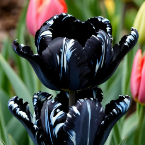Тюльпан Шелк Нуар купить по цене от 219р. в интернет-магазине «Посадика» с доставкой почтой в в Темрюке и по всей России – [изображение №1].