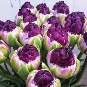 Тюльпан Анаконда купить по цене от 450р. в интернет-магазине «Посадика» с доставкой почтой в в Темрюке и по всей России – [изображение №1].