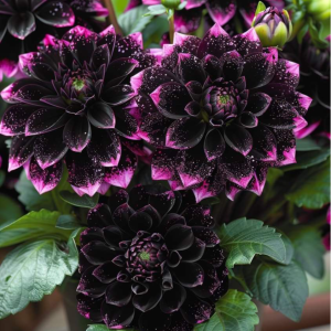 Георгин Лаванда Лейс купить по цене от 679р. в интернет-магазине «Посадика» с доставкой почтой в в Темрюке и по всей России – [изображение №1].