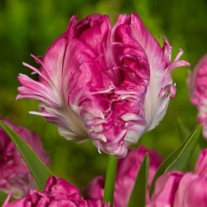 Тюльпан махровый Кул Кристал купить по цене от 400р. в интернет-магазине «Посадика» с доставкой почтой в в Темрюке и по всей России – [изображение №1].