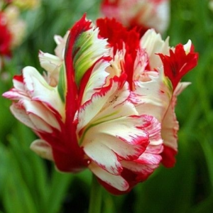 Тюльпан Эстелла Рижнвельд купить по цене от 500р. в интернет-магазине «Посадика» с доставкой почтой в в Темрюке и по всей России – [изображение №1].