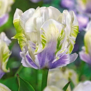 Тюльпан Уайт Лизарт купить по цене от 360р. в интернет-магазине «Посадика» с доставкой почтой в в Темрюке и по всей России – [изображение №1].