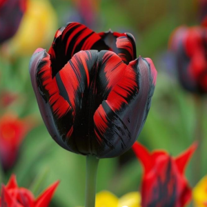 Тюльпан Блэк Перрот купить по цене от 351р. в интернет-магазине «Посадика» с доставкой почтой в в Темрюке и по всей России – [изображение №1].