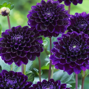 Георгин Анно Домини купить по цене от 255р. в интернет-магазине «Посадика» с доставкой почтой в в Темрюке и по всей России – [изображение №1].