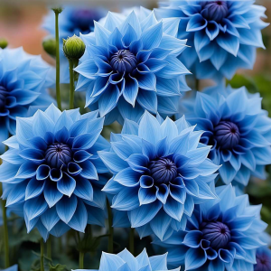 Георгин Вижапе купить по цене от 699р. в интернет-магазине «Посадика» с доставкой почтой в в Темрюке и по всей России – [изображение №1].