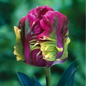 Тюльпан Экзотик Хэвен купить по цене от 186р. в интернет-магазине «Посадика» с доставкой почтой в в Темрюке и по всей России – [изображение №1].