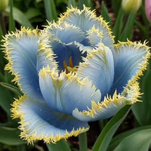 Тюльпан Махровый Амплуа купить по цене от 199р. в интернет-магазине «Посадика» с доставкой почтой в в Темрюке и по всей России – [изображение №1].