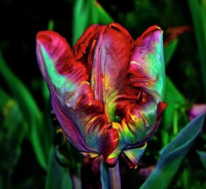 Тюльпан Эирпрайз купить по цене от 270р. в интернет-магазине «Посадика» с доставкой почтой в в Темрюке и по всей России – [изображение №1].