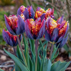 Тюльпан Опал Дрим купить по цене от 207р. в интернет-магазине «Посадика» с доставкой почтой в в Темрюке и по всей России – [изображение №1].